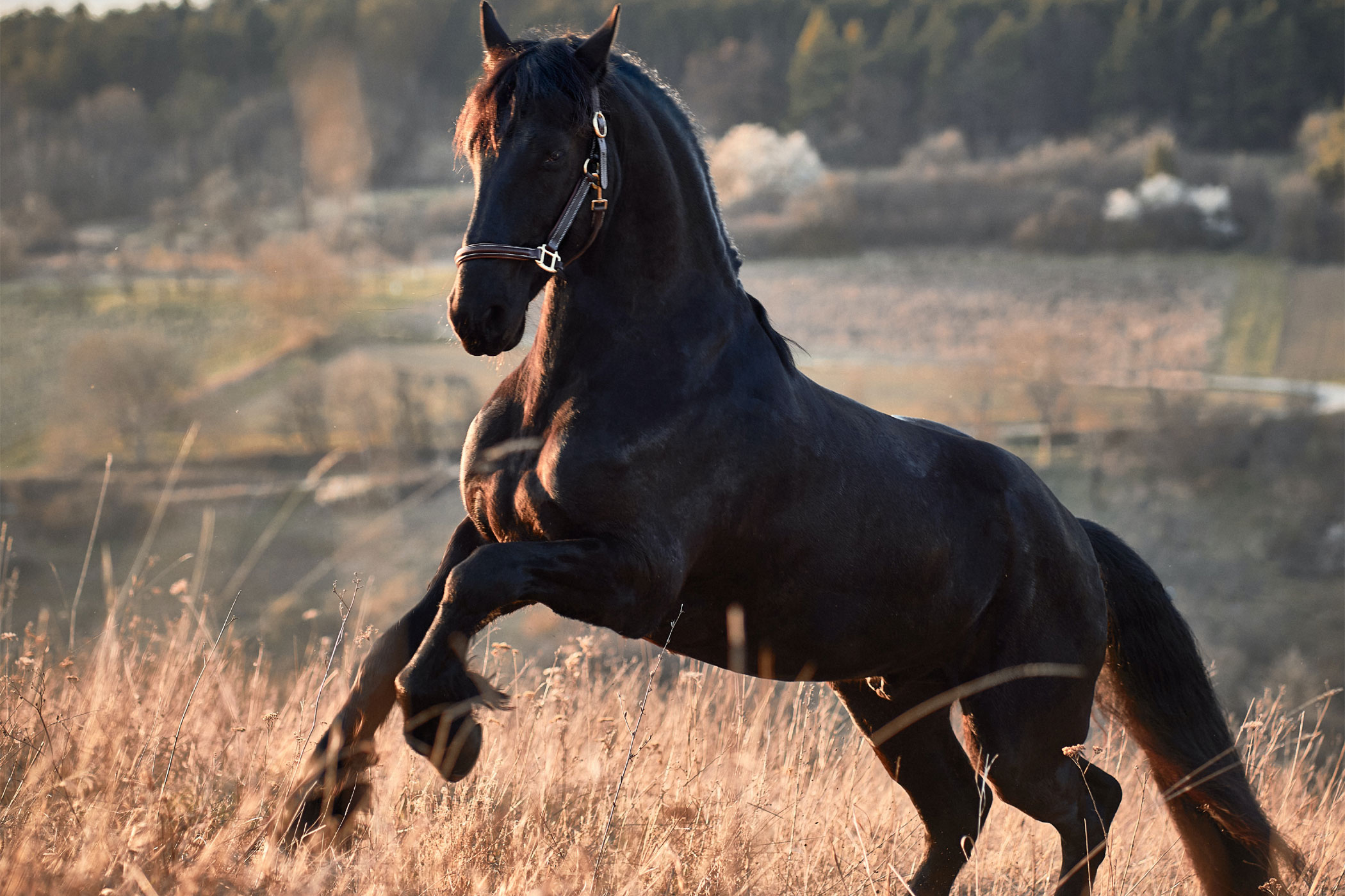 The Majestic Friesian Horse
