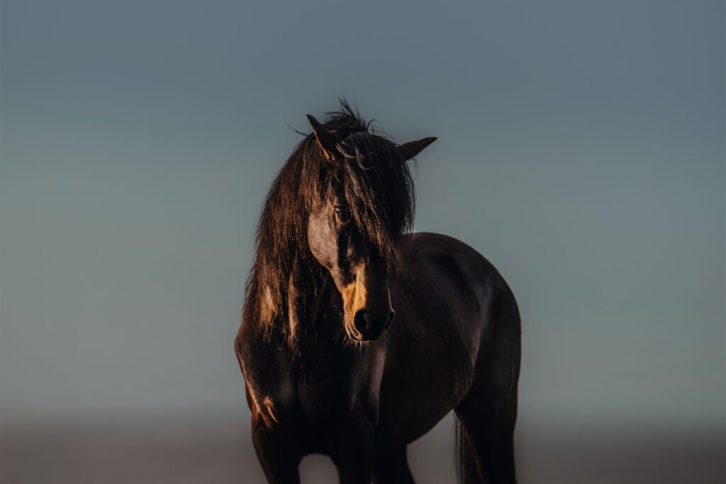 The Majestic Friesian Horse