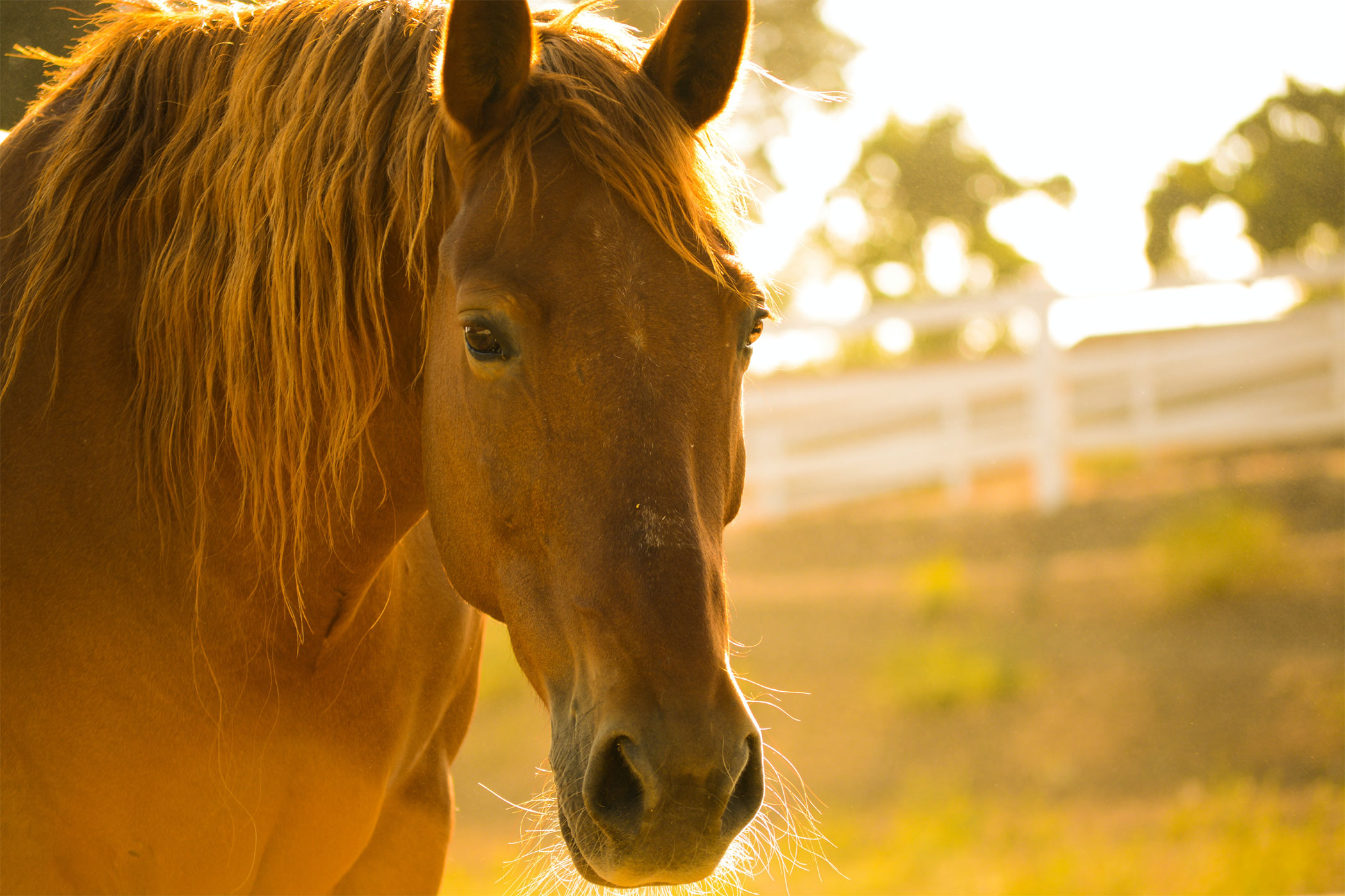 How Horses Communicate Pain