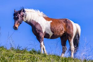 A Comparative Analysis: Paint Horses vs. Pinto Horses