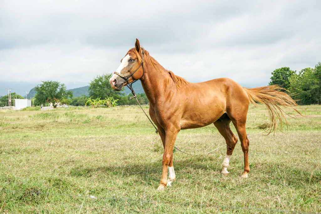 Photos of Horses
