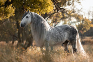 The Majestic Gypsy Vanner Horse