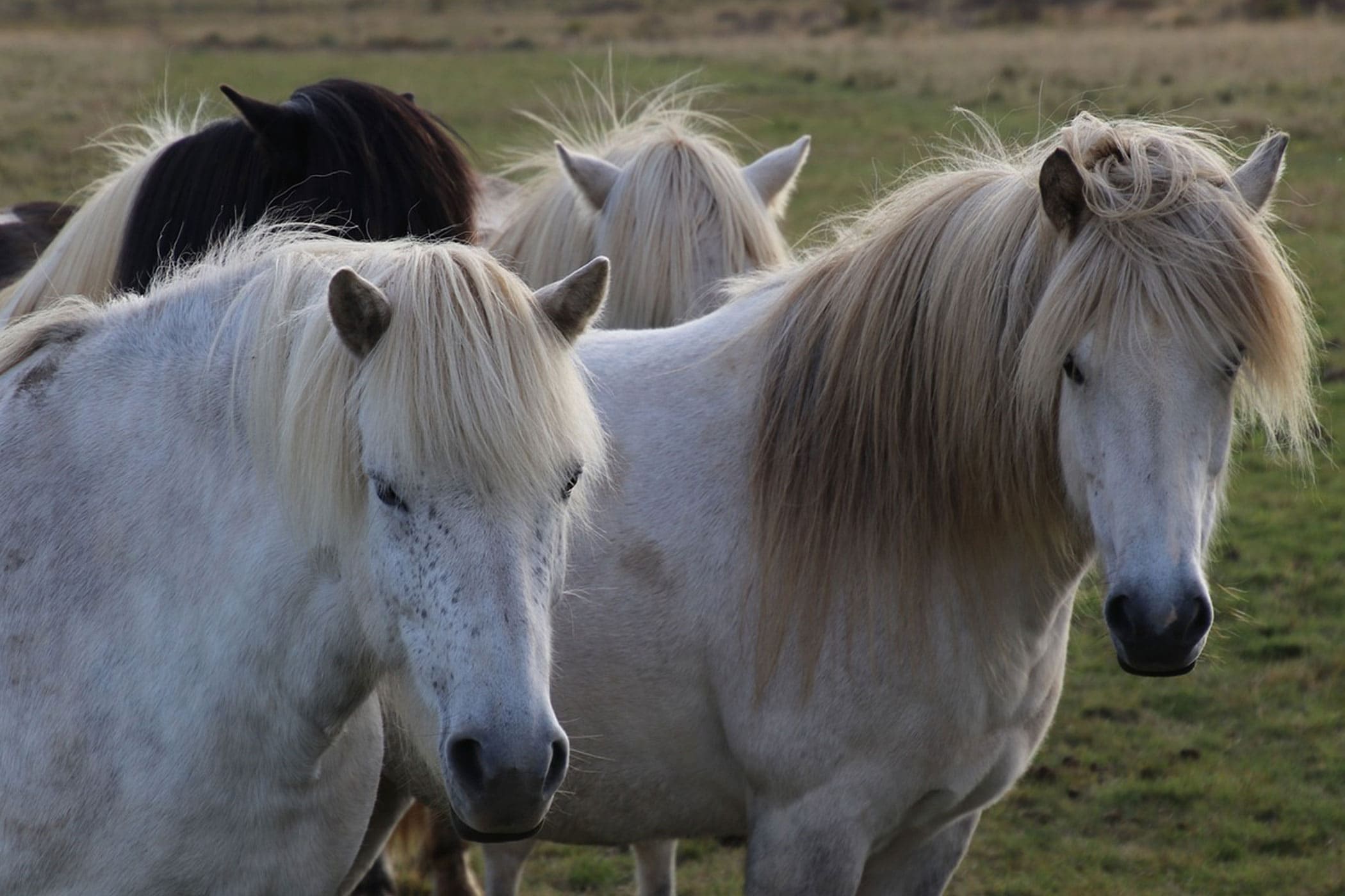Fascinating Insights about Gray Horses: An Equine Enigma