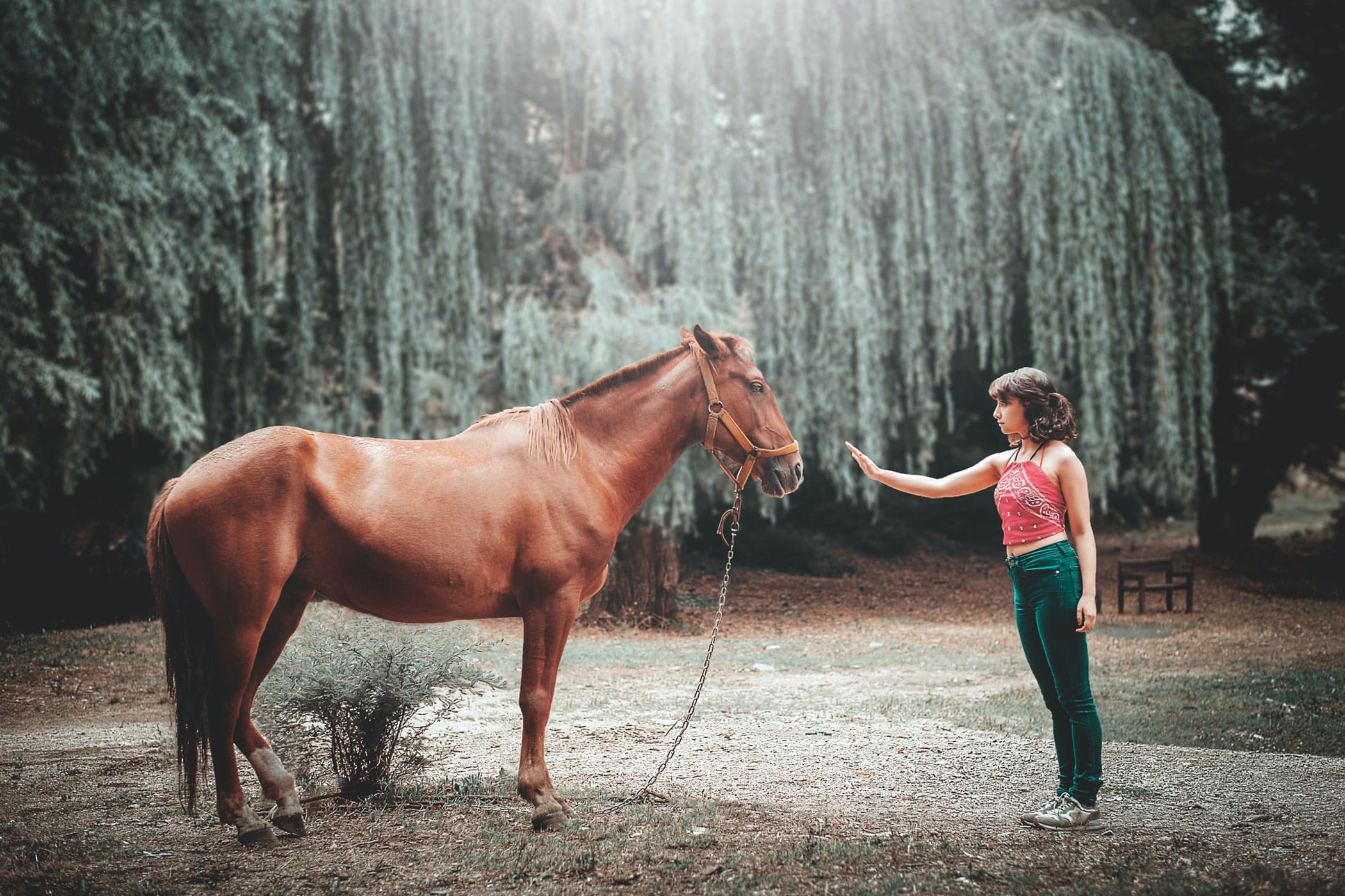 Navigating Changes in Horse Herd Dynamics: A Guide for Horse Owners