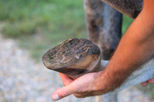 Hoof Abscess in Horses