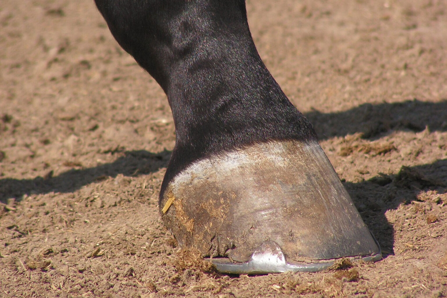 Managing Horse Hoof Cracks - Horse Speedy