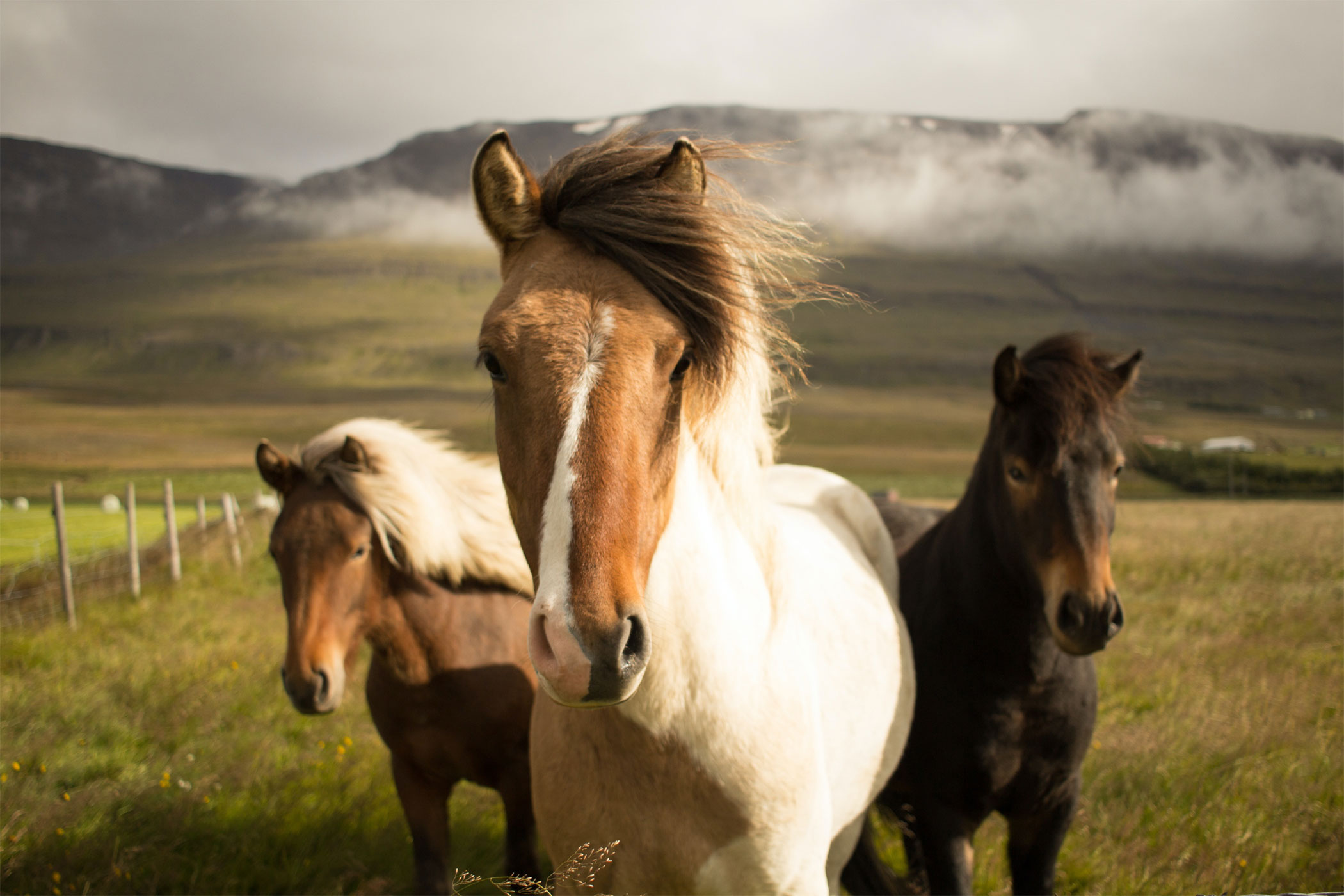 Insulin Resistance in Horses
